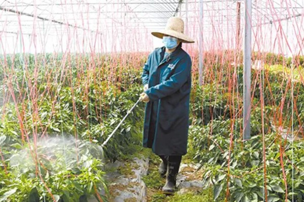 青椒怎么种植，每穴放苗1-2株