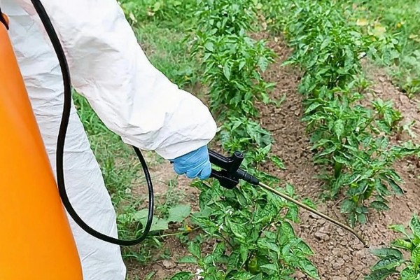 青椒怎么种植，每穴放苗1-2株