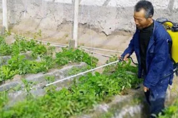 青椒怎么种植，每穴放苗1-2株