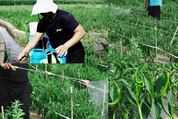 青椒怎么种植，每穴放苗1-2株