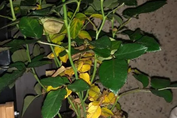 月季花掉叶子的原因及解决方法，可能是光照不足所致