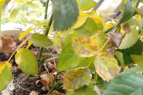 月季花掉叶子的原因及解决方法，可能是光照不足所致