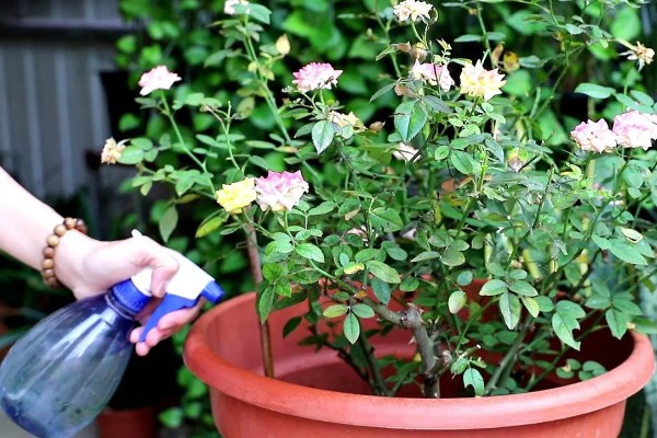 月季花掉叶子的原因及解决方法，可能是光照不足所致