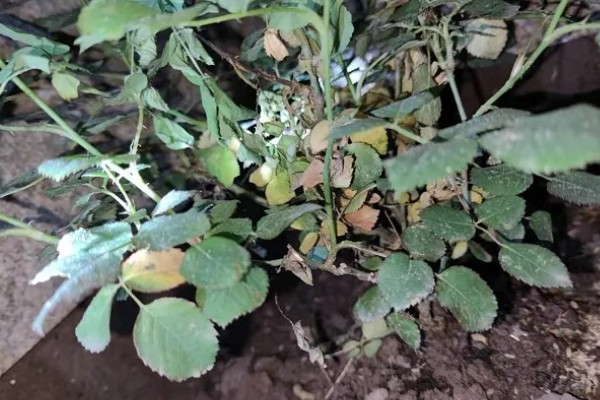 月季花掉叶子的原因及解决方法，可能是光照不足所致