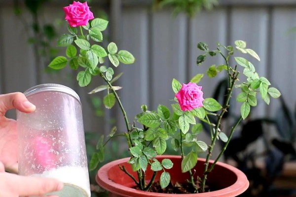 月季花掉叶子的原因及解决方法，可能是光照不足所致