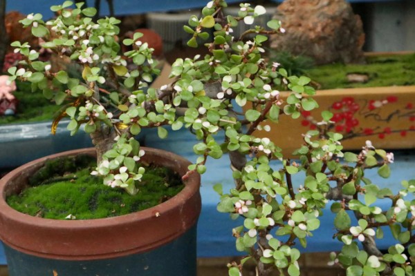 金枝玉叶的养殖方法，夏季每个月追施一次有机肥