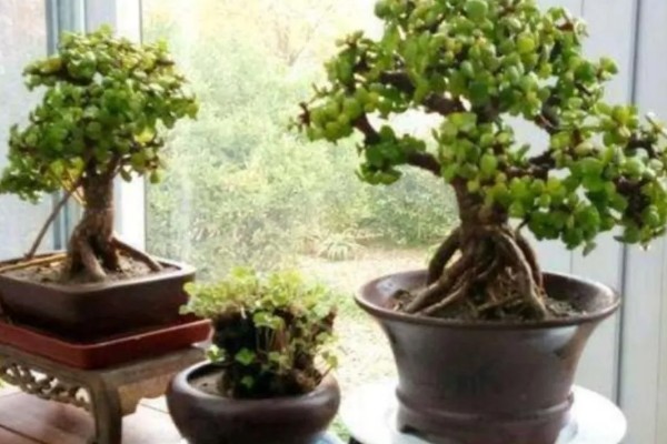 金枝玉叶的养殖方法，夏季每个月追施一次有机肥