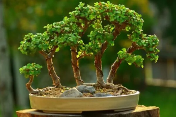 金枝玉叶的养殖方法，夏季每个月追施一次有机肥