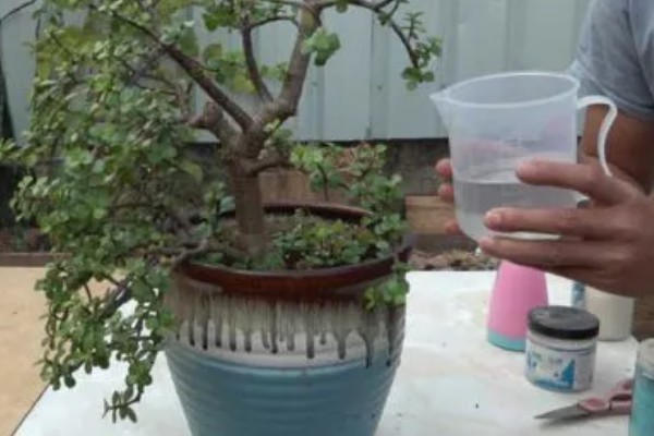 金枝玉叶的养殖方法，夏季每个月追施一次有机肥