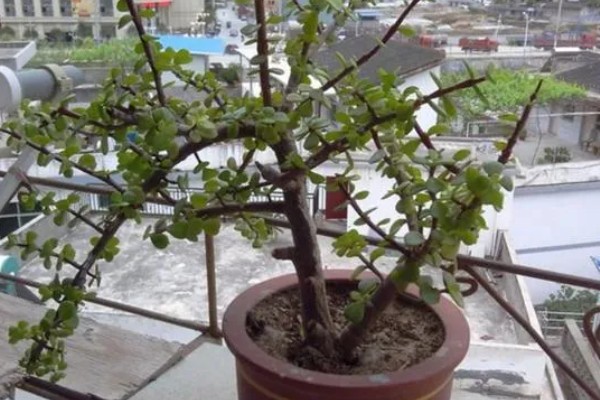 金枝玉叶的养殖方法，夏季每个月追施一次有机肥