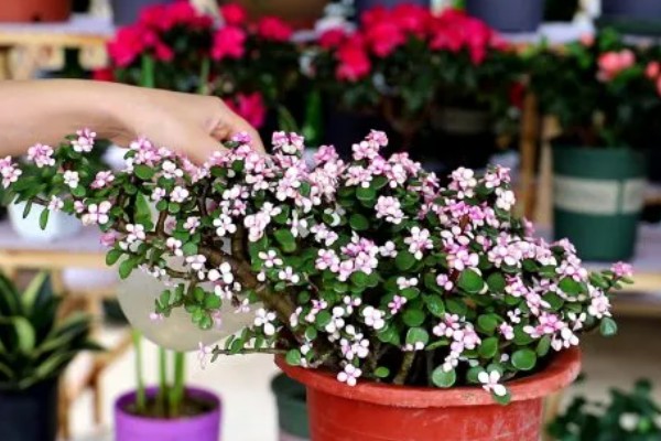 金枝玉叶的养殖方法，夏季每个月追施一次有机肥