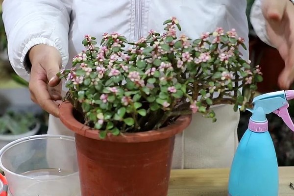 金枝玉叶的养殖方法，夏季每个月追施一次有机肥