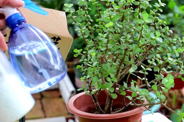 金枝玉叶的养殖方法，夏季每个月追施一次有机肥