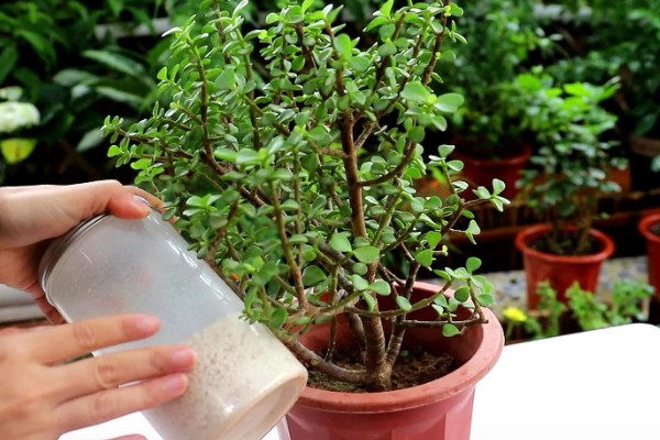 金枝玉叶的养殖方法，夏季每个月追施一次有机肥