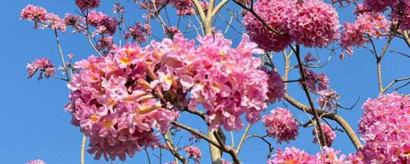 紫花风铃木什么时候开花，花期是12月份至翌年3月份