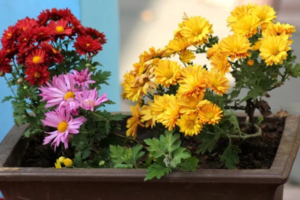 菊花的耐寒能力,在-5℃的环境中也能正常生长