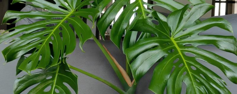 龟背竹叶片发黄的原因及解决方法，可能是土壤粘性较重所致