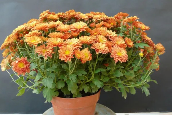 菊花的耐寒能力,在-5℃的环境中也能正常生长