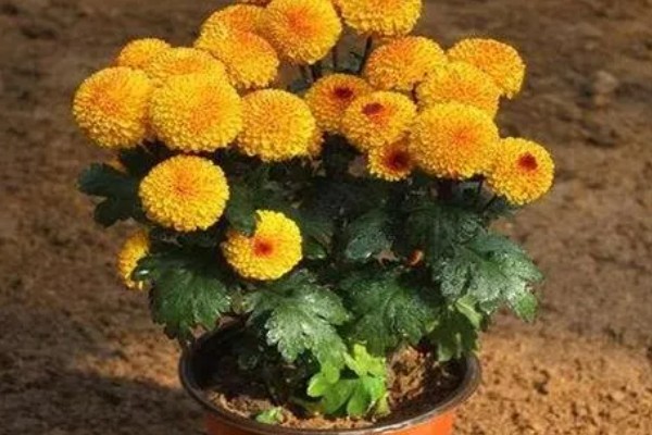 菊花的耐寒能力,在-5℃的环境中也能正常生长