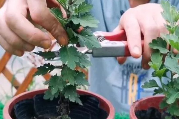 菊花的耐寒能力,在-5℃的环境中也能正常生长