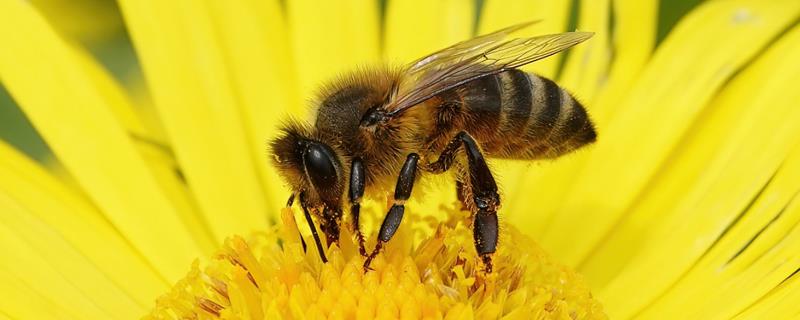 蜂毒会引起过敏的原因，免疫系统对蜂毒很敏感