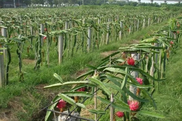 种植火龙果的前景，市场前景比较可观