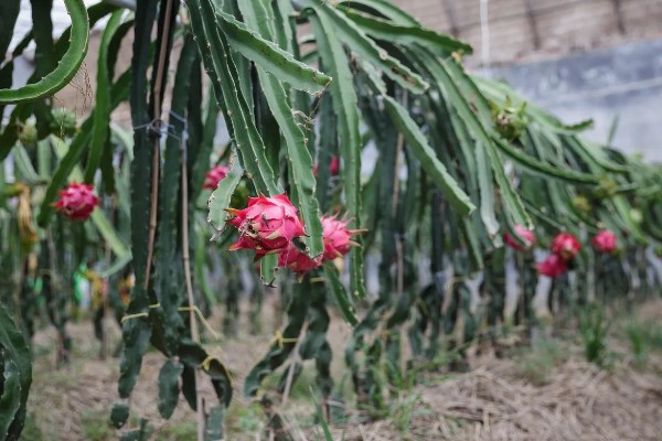 种植火龙果的前景，市场前景比较可观