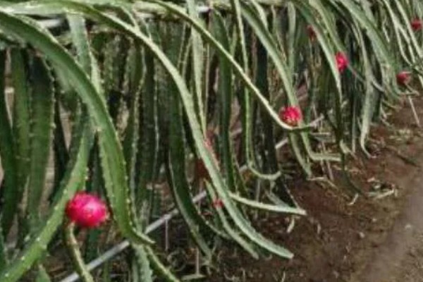 种植火龙果的前景，市场前景比较可观