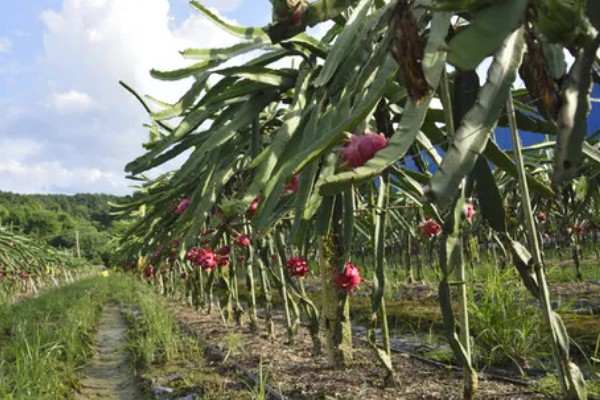 种植火龙果的前景，市场前景比较可观