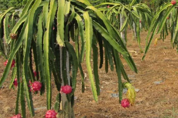 种植火龙果的前景，市场前景比较可观