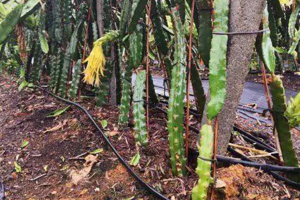 种植火龙果的前景，市场前景比较可观