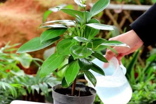 平安树叶子下垂的原因,可能是浇水过于频繁所致