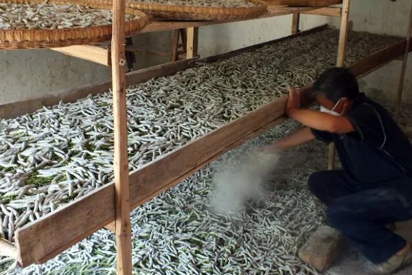 秋蚕怎么养殖,每隔12-15天养一批