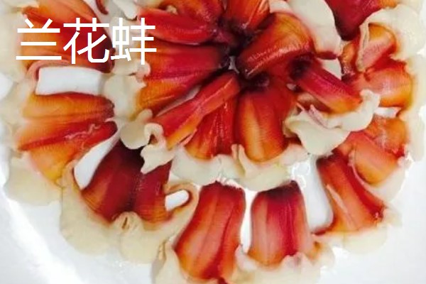 兰花蚌是什么，是种双壳贝类