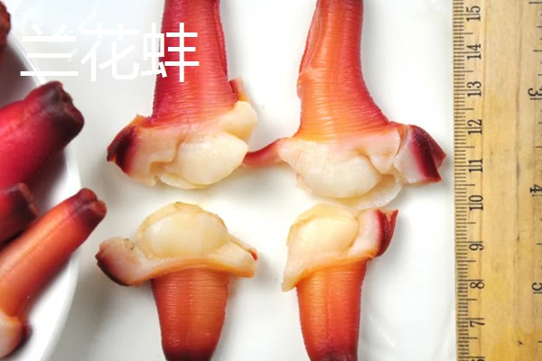兰花蚌是什么，是种双壳贝类