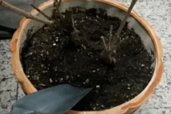 平安树叶子下垂的原因,可能是浇水过于频繁所致