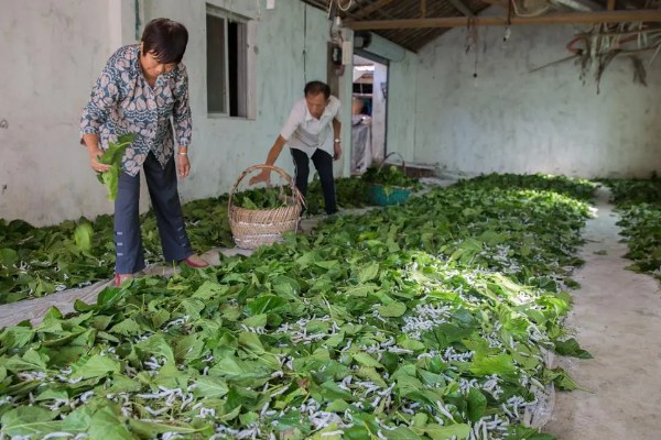 秋蚕怎么养殖,每隔12-15天养一批