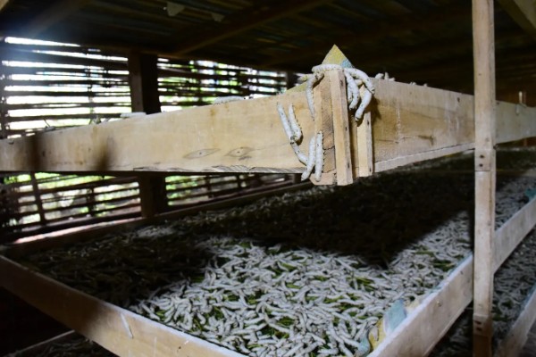 秋蚕怎么养殖,每隔12-15天养一批