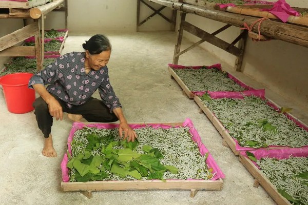 秋蚕怎么养殖,每隔12-15天养一批