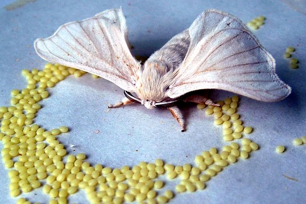 秋蚕怎么养殖,每隔12-15天养一批