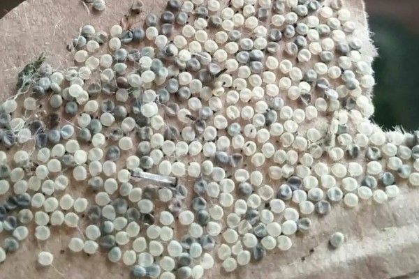 秋蚕怎么养殖,每隔12-15天养一批