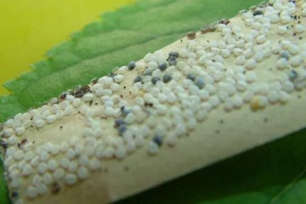 秋蚕怎么养殖,每隔12-15天养一批