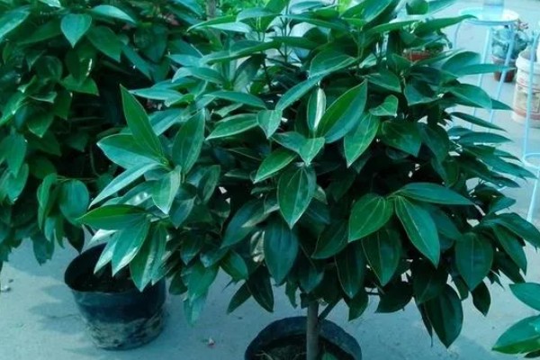 平安树叶子下垂的原因,可能是浇水过于频繁所致