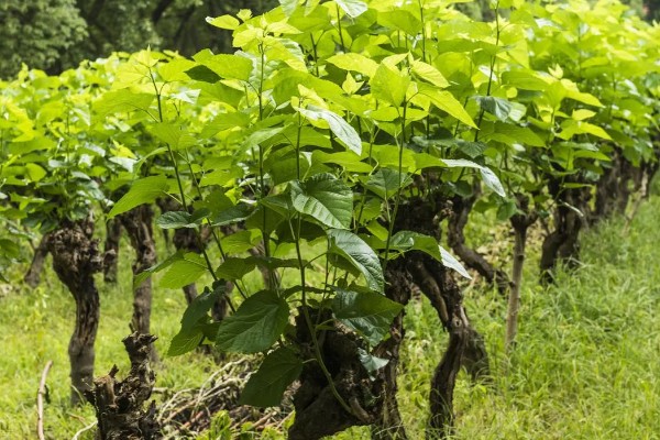 秋蚕怎么养殖,每隔12-15天养一批