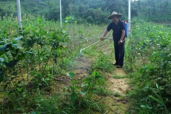 秋蚕怎么养殖,每隔12-15天养一批