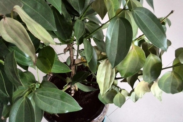 平安树叶子下垂的原因,可能是浇水过于频繁所致