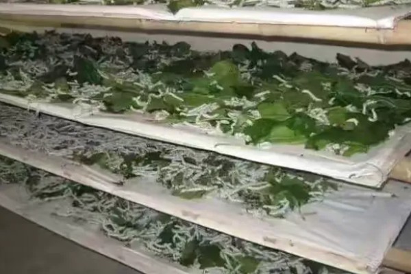秋蚕怎么养殖,每隔12-15天养一批