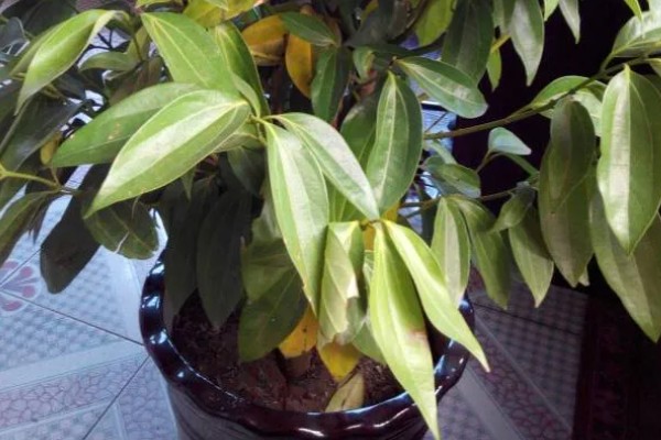 平安树叶子下垂的原因,可能是浇水过于频繁所致