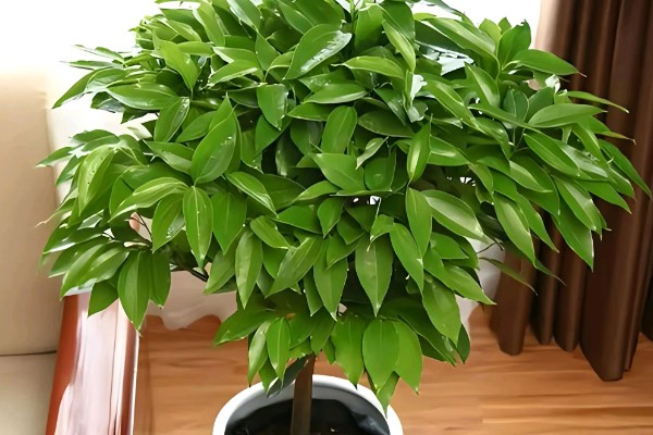 平安树叶子下垂的原因,可能是浇水过于频繁所致