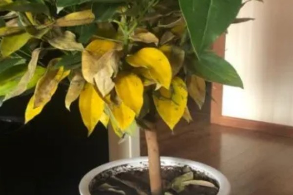 平安树叶子下垂的原因,可能是浇水过于频繁所致